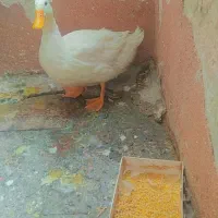 اردک