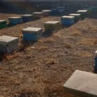 کندو خالی|لوازم جانبی حیوانات|خزل, |دیوار