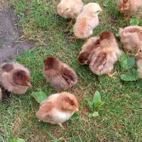 جوجه گلپایگان،جوجه غاز