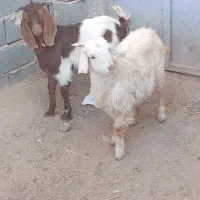 یک جفت بزغاله نر|حیوانات مزرعه|تربت جام, معدآباد|دیوار