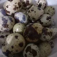 عرض ادب فروش 350کیلو دان بلدرچین تخمگذار