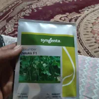 دو عدد برز  خیار