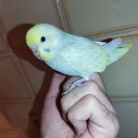 جوجه مرغ عشق رنگین کمونی فول رام نر