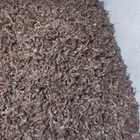 پیاز زعفران|گل و گیاه طبیعی|خواف, |دیوار