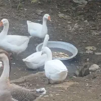 قو غاز|حیوانات مزرعه|رودسر, |دیوار