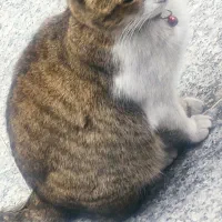 این گربه پیدا شده