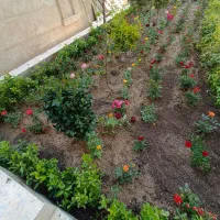 خدمات باغبانی گل کاری تعویض خاک در تمام نقاط تهران