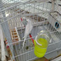 فروش یه جفت مرغ عشق جفتی هلندی|پرنده|شیراز, شهرک والفجر|دیوار