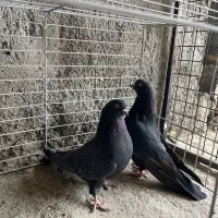 کفتر پرشی|پرنده|یزد, |دیوار