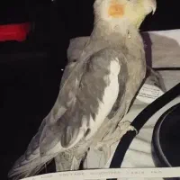 جوجه عروس هلندی دون خور سالم