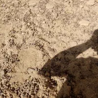 کود گوسفندی|حیوانات مزرعه|رشتخوار, |دیوار