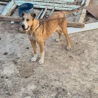 سگ سرابی|سگ|بن, |دیوار