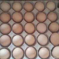 تخم مرغ محلی