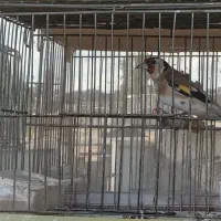 سهره