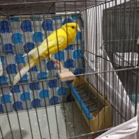 قناری  سوپربازاری