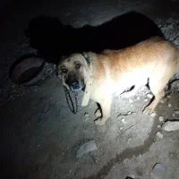 سگ نگهبان|حیوانات|شیراز, داریون|دیوار