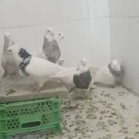 کبوتر