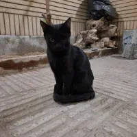 واگذاری گربه|گربه|اصفهان, ملکشهر|دیوار