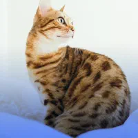 گربه