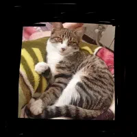 واگذاری فوری  رایگان بچه گربه نر7ماهه DSH موکوتاه.|گربه|رشت, استقامت ۱|دیوار