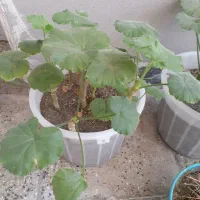 گل شمعدانی وکاکتوس