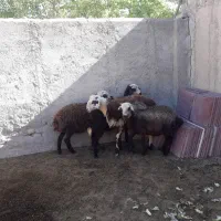 فروش‌بره‌نر‌وماده.