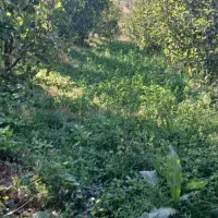 فروشی یک باغ سیب به متراژ ۲۰۰۰ متر