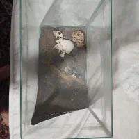 دو عدد آکواریوم شرکتی شیشه خم