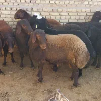 یک راس بره کشتاری درجه یک درجه یک