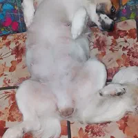 سگ پاکوتاه نژاد شیدزو شناسنامه هم داره|سگ|آمل, |دیوار