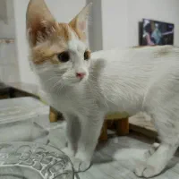 واگزاری گربه|گربه|تهران, امام زاده حسن|دیوار