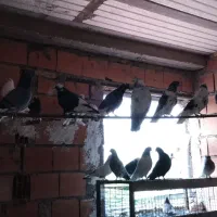 فروش و معاوضه کبوتر|پرنده|سورک, |دیوار