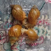 حلزون آچاتینا البینو|خزنده|همدان, |دیوار