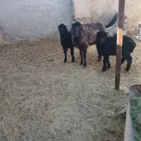 میش شاخی