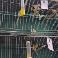 قناری|پرنده|تبریز, |دیوار