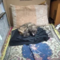 گربه پرشین|گربه|مشهد, رضاییه|دیوار