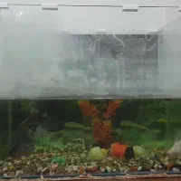 اکواریوم شیشه خم درپوش دار ۵۱ در ۴۳ در ۳۰|ماهی|قائم‌شهر, |دیوار