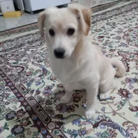 نژاد پامرو شیتزو