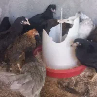 اا تا نیمچه مرغ رسمی قلم سیاه|حیوانات مزرعه|یزد, |دیوار