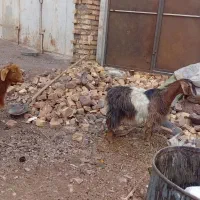 ۲راس بز|حیوانات مزرعه|مشکان, |دیوار