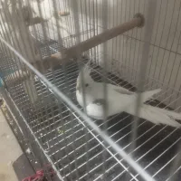 طوطی عروس|پرنده|کرج, خرمدشت|دیوار