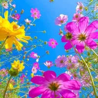 راهنمایی می کنم