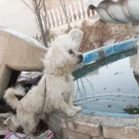 سگ پاکوتاه|سگ|مشهد, مقصود آباد|دیوار