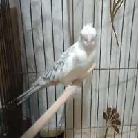 عروس هلندی دکت پروانه ای