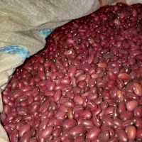 فروش لوبیا قرمز کاشت امسال