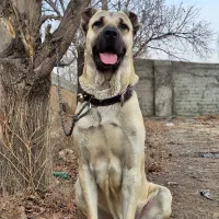 حیوان