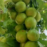 الوچه رسیده برای خوردن و خشک کردن لواشک درشت