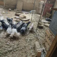 کوتبر پرشی
