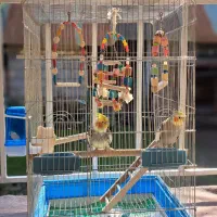 عروس هلندی نر