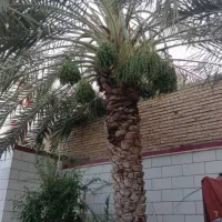 باغچه درست میکنم درخت قطع میکنم